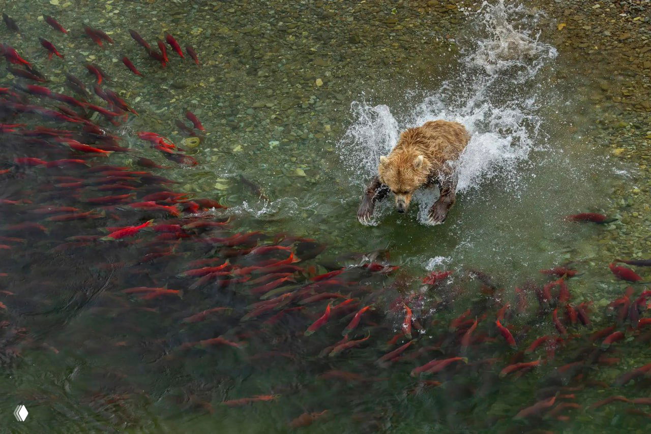 Бурый медведь прыгает в мелководной реке среди косяка красных лососей, брызги воды и динамика охоты, драматичный кадр природы, победные фотографии WNPA 2026