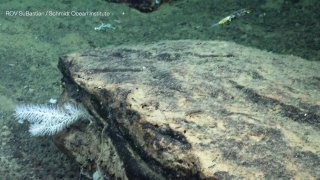 Кадр ROV с антарктического дна: морское дно и объекты органического происхождения рядом с крупной костью, съёмка глубоководного аппарата.