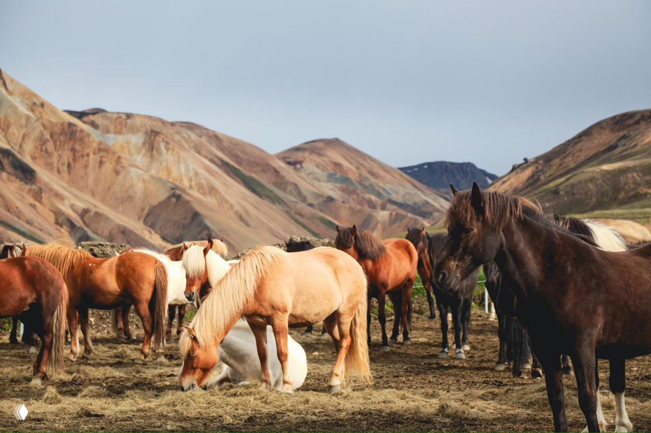 Стая исландских лошадей пасётся у разноцветных риолитовых гор Ландманналаугара — вид, демонстрирующий уникальные пейзажи и породу.