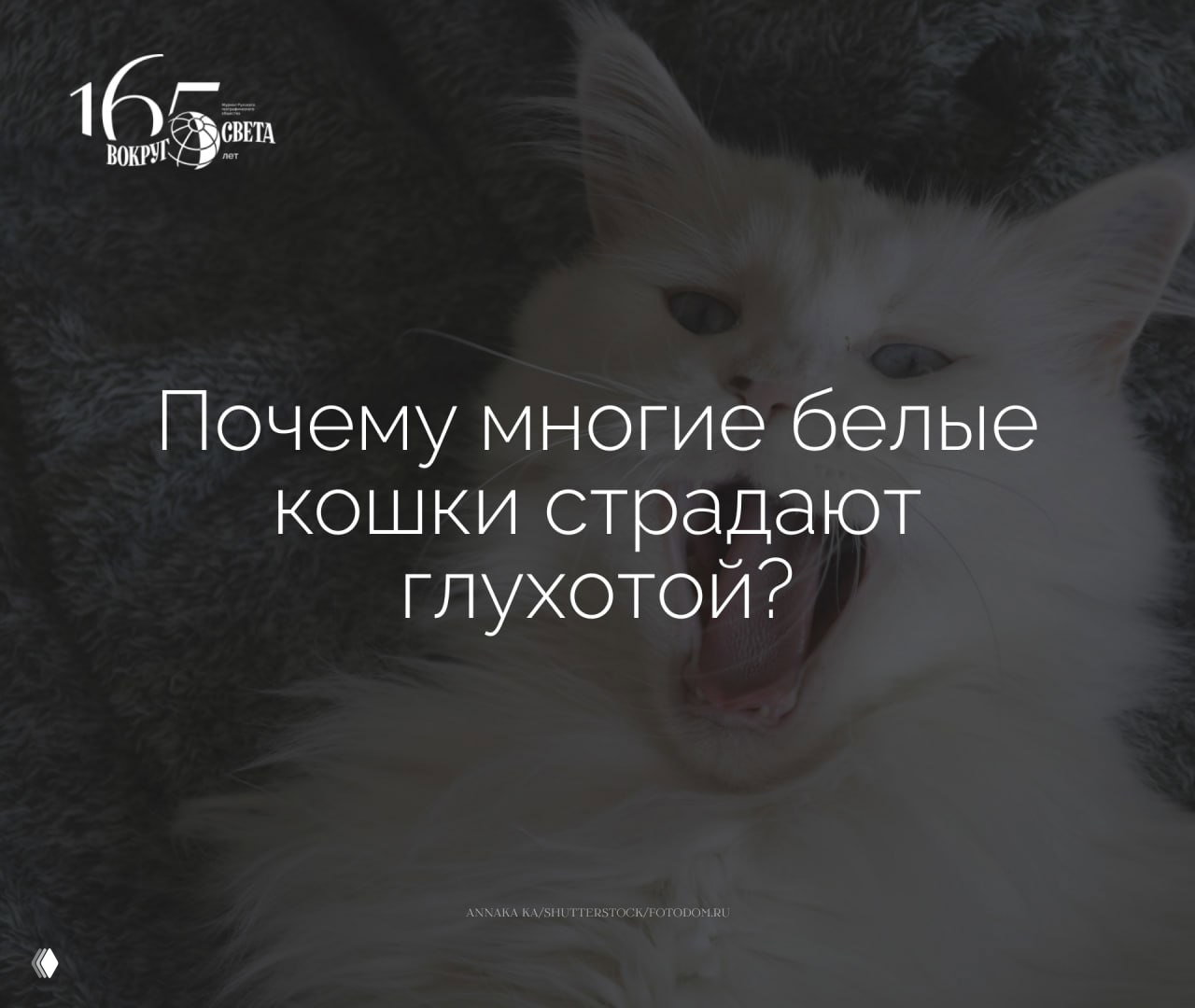 Я тебя не понимяу: правда ли белые кошки глухие?