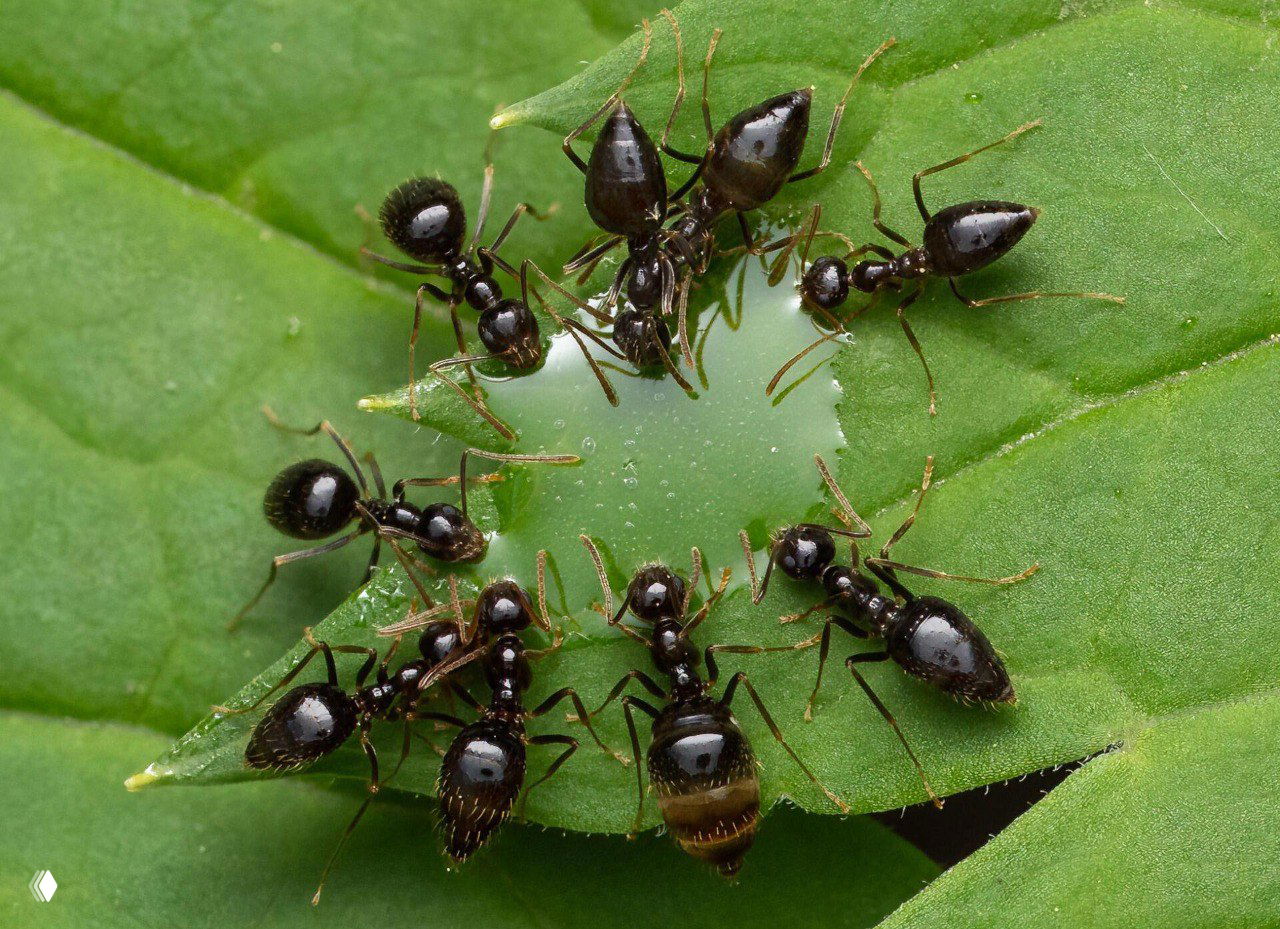 Крупный план букашек (муравьев) на зелёном листе вокруг капли жидкости, детализированная макрофотография природы с насыщенными зелёными тонами.