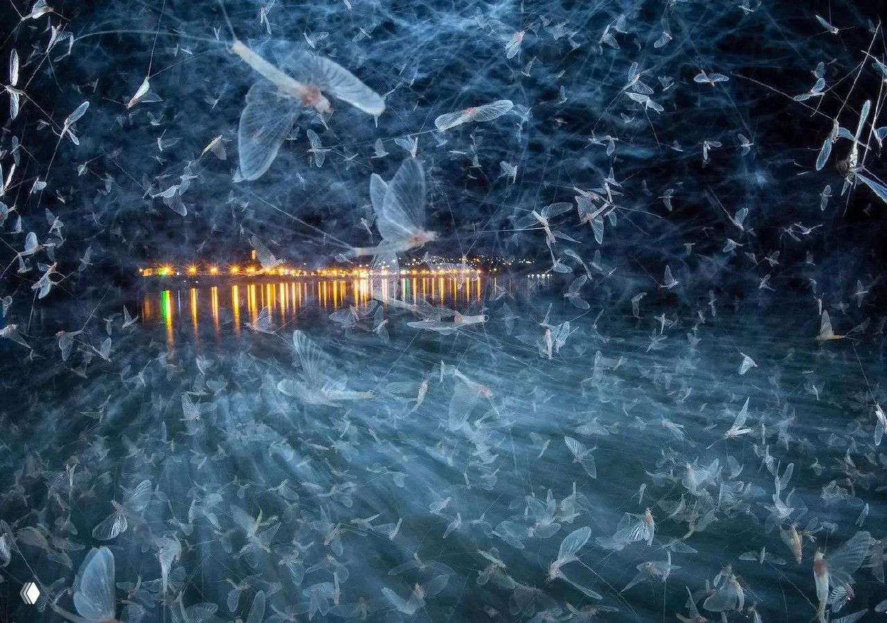 Ночная сцена с множеством летающих насекомых над водной поверхностью: длинные следы от огней, мерцающие точки и динамика шлейфов в кадре.