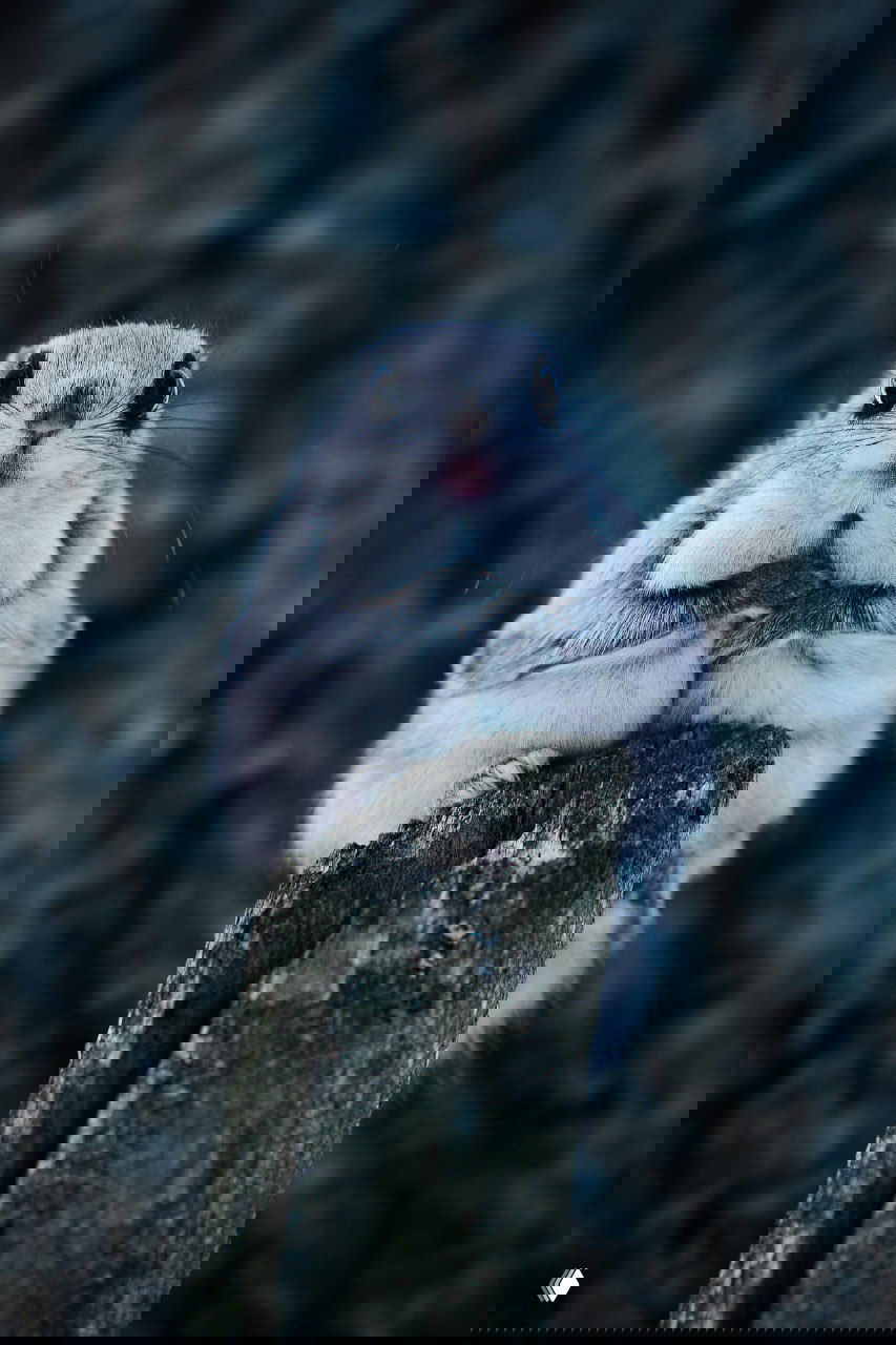 Белки-летяги в объективе Туомаса Хейнонена