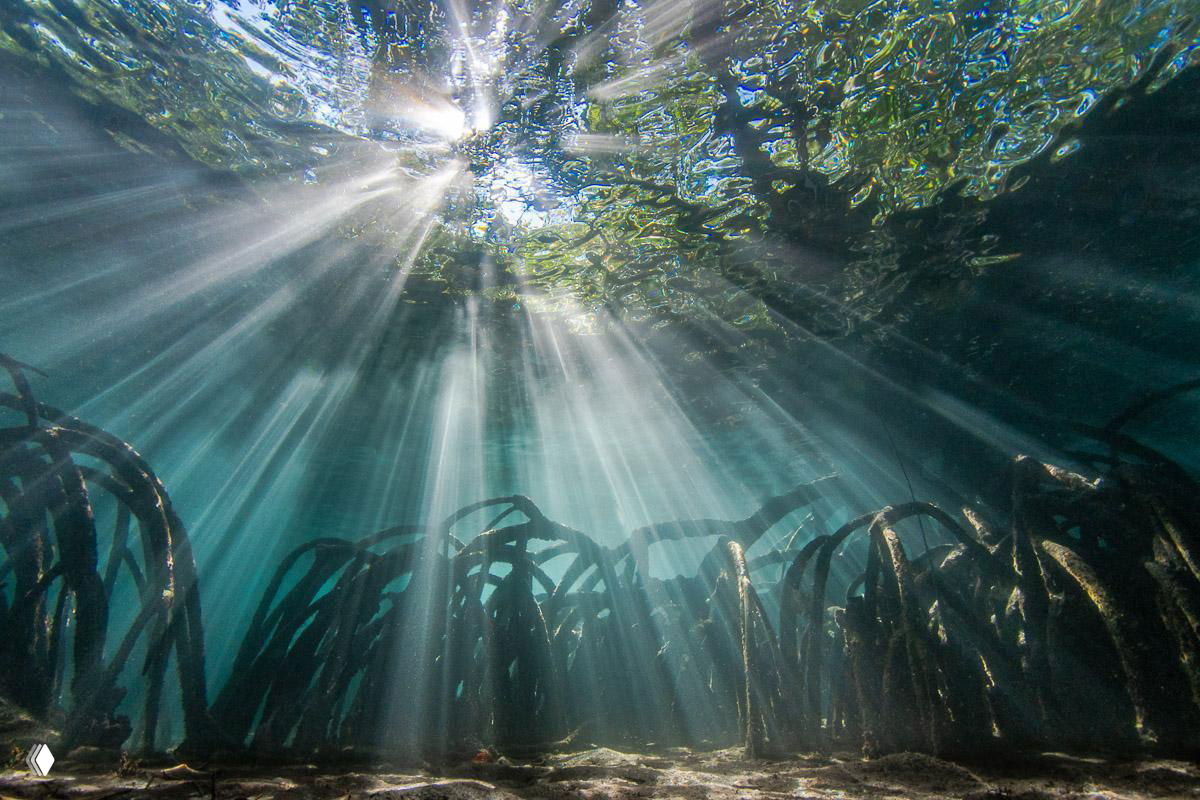 Подводный кадр: солнечные лучи пробиваются через поверхность воды над лесом ламинарий, силуэты водорослей и песчаное дно.
