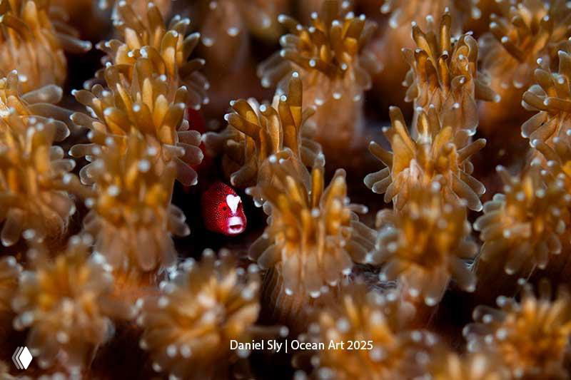 Макро-снимок коралла с маленьким красным существом в центре; детализированный подводный кадр из подборки победителей Ocean Art 2025.