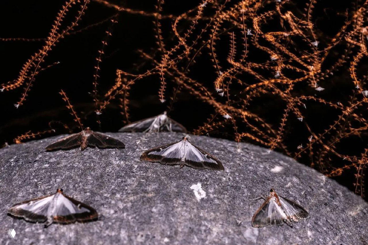 Крупный план глаз и щетинок насекомого, изоляция мелких деталей корпуса с мягким фоном, демонстрация текстур и микроструктур под сильным увеличением.