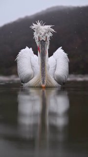 Фронтальный портрет пеликана на спокойной воде у туманного берега; видно длинный клюв, массивную голову и отражение птицы.