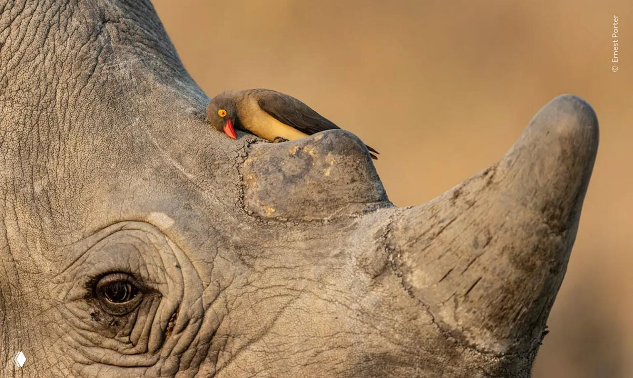 Финалист Wildlife Photographer of the Year 2026 — Ernest Porter