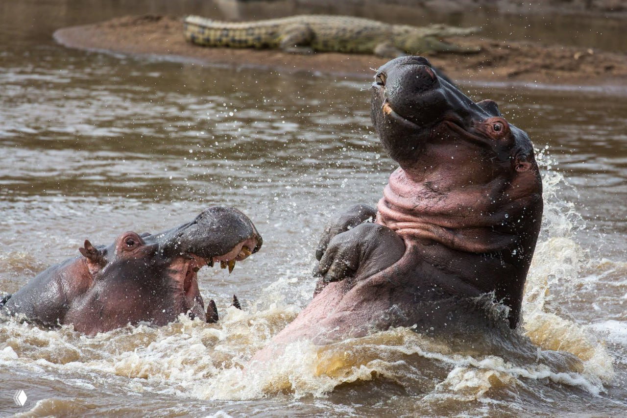 Уморительные фото с Comedy Wildlife Photography Awards