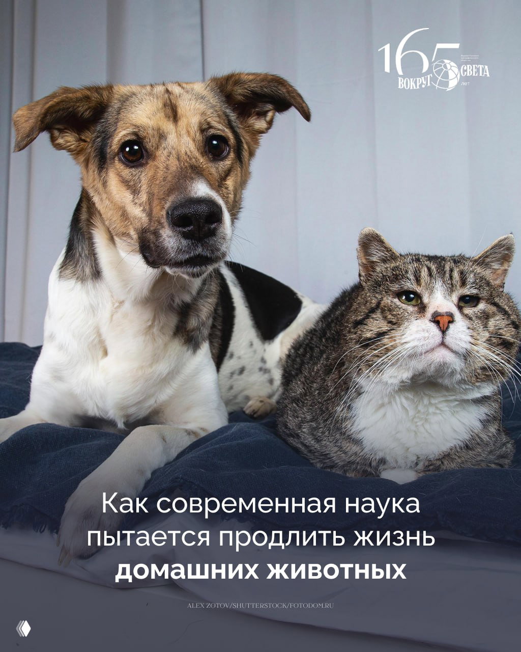Лучшие друзья навсегда: как наука продлевает жизнь питомцев