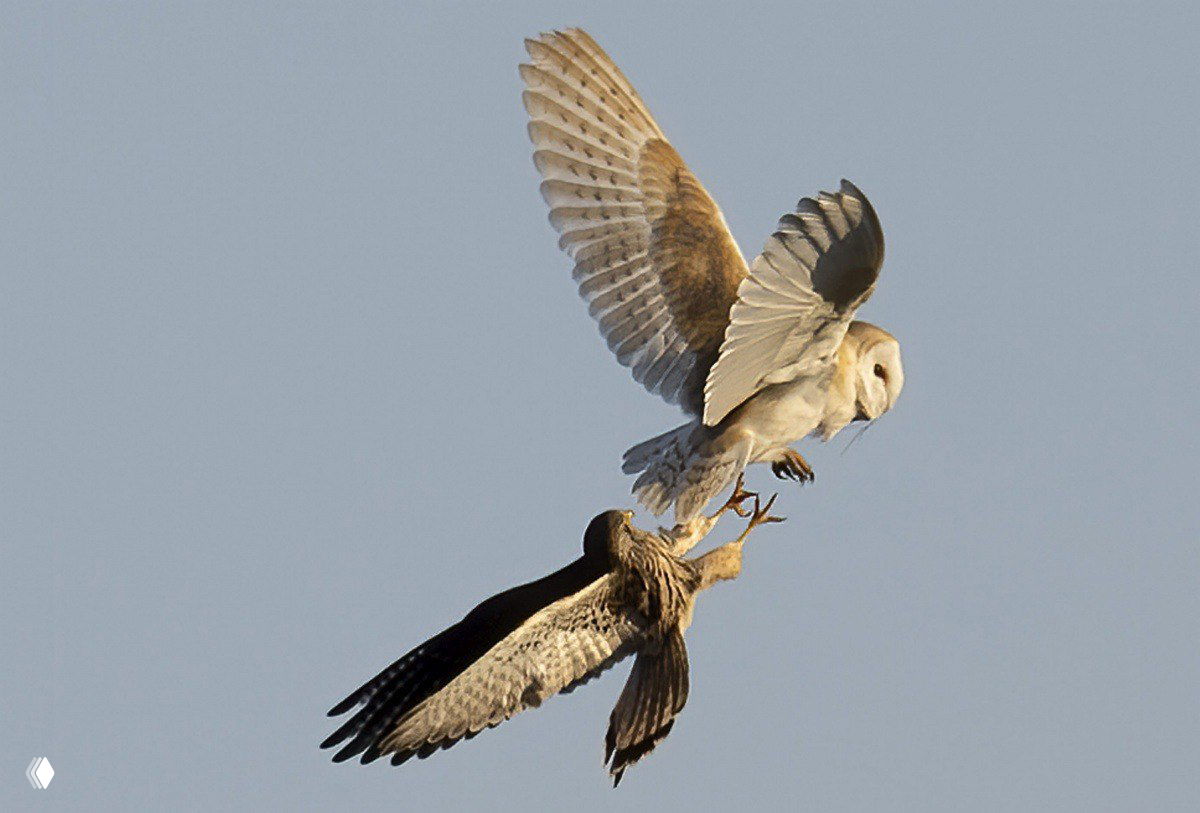 Пустельга устроила засаду сипухе в Северном Йоркшире