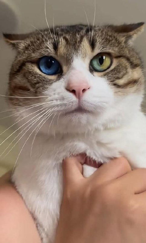 Кот с «самыми красивыми глазами» завирусился в соцсетях