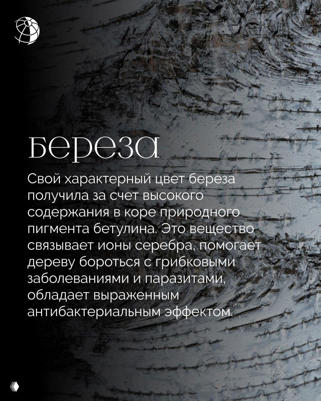 Крупный план коры берёзы с текстовой вставкой: белая шелушащаяся кора с тёмными полосами, иллюстрация о природном пигменте бетулине и свойствах берёзы.