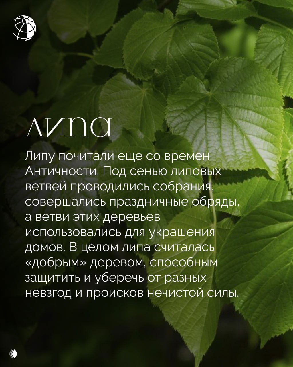 Крупный план зелёных лопастных листьев липы при мягком освещении, декоративная фотография, сопровождающая текст о культурном и историческом значении липы.