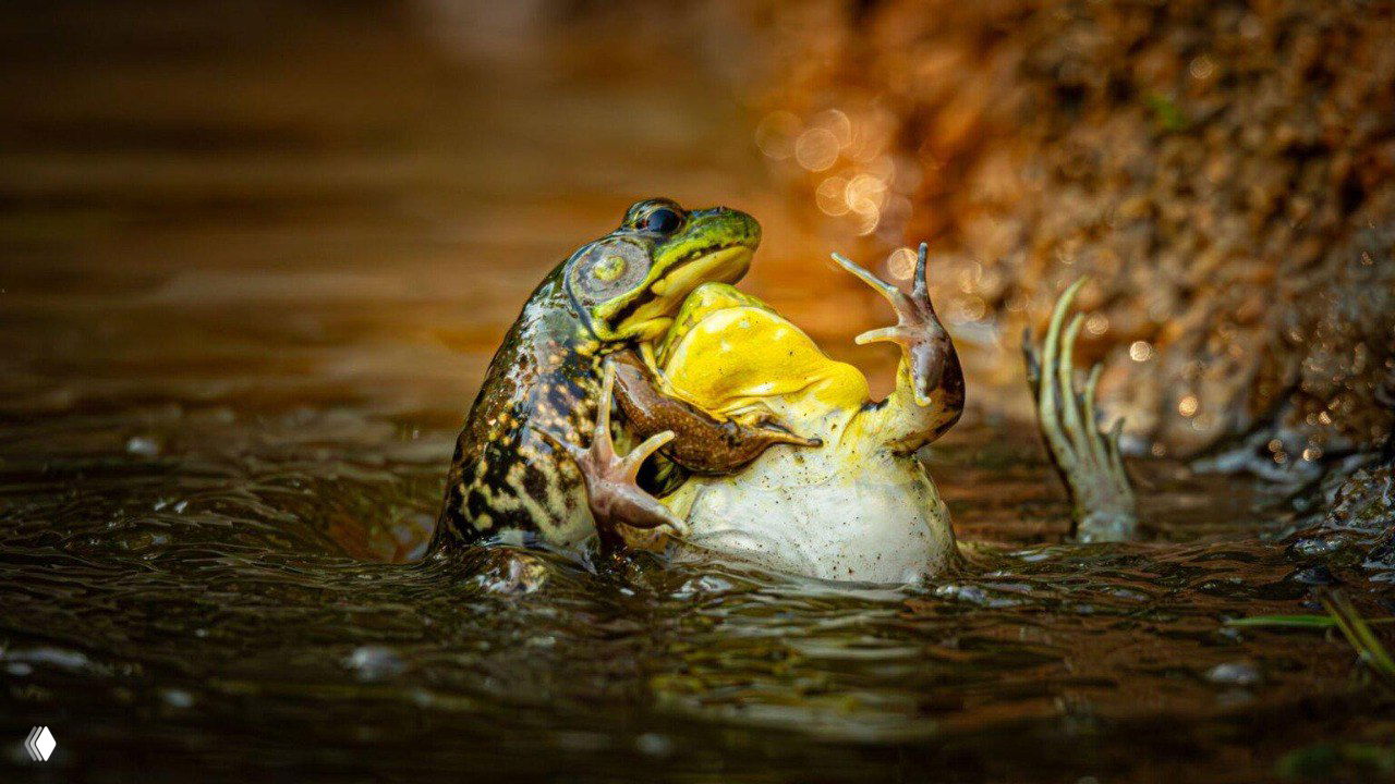 Две лягушки в воде в динамичном кадре — возможно схватка или брачное поведение, тёплые блики подчёркивают движение, фото из конкурса Comedy Wildlife Awards 2025.