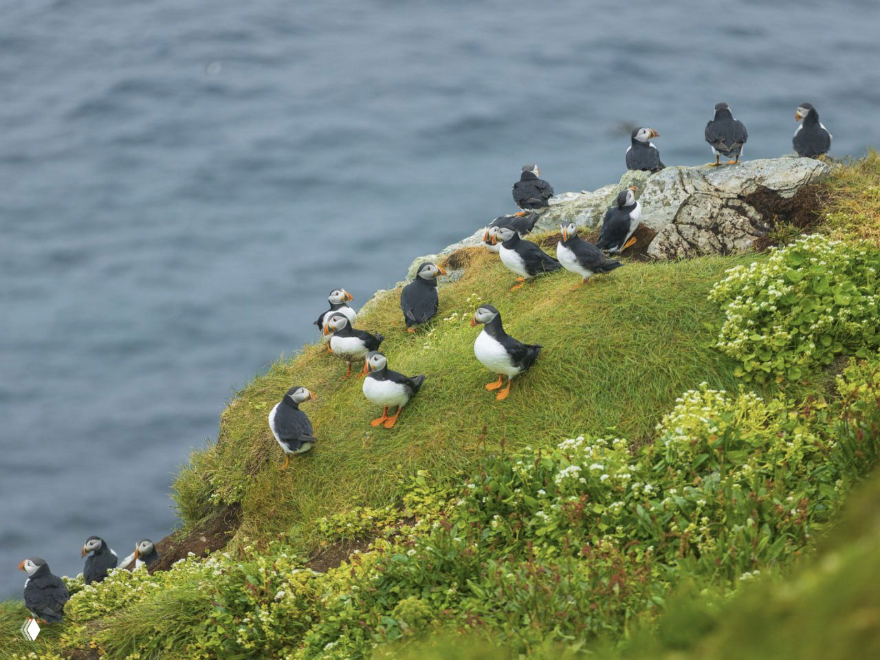 Тупики на острове Хорнойя (Тромс-ог-Финнмарк)