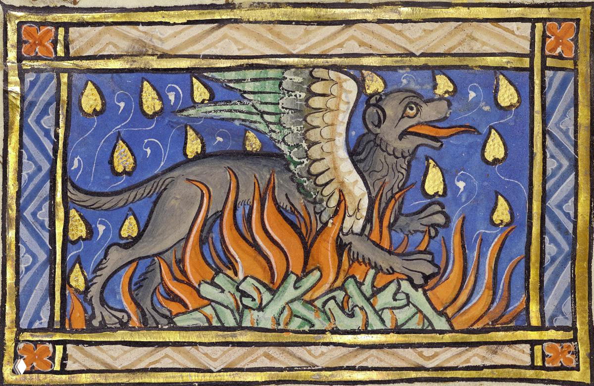 Огненная саламандра (Salamandra salamandra)