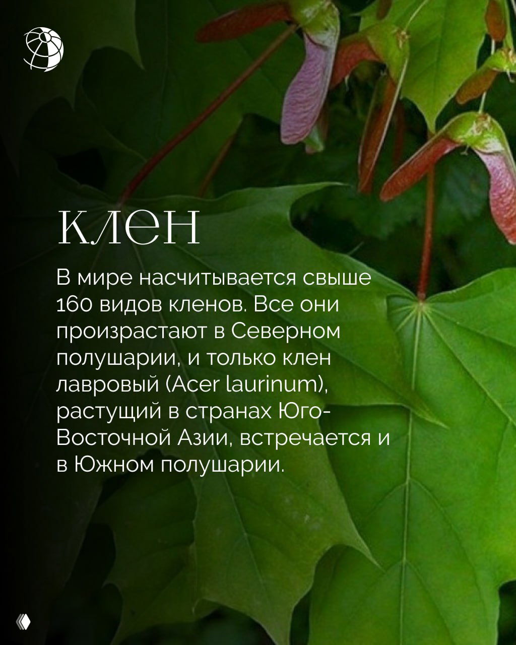 Крупный план зелёного листа клёна и характерных семян-самар, текстовая карточка о разнообразии видов клена и их распространении в Северном полушарии.