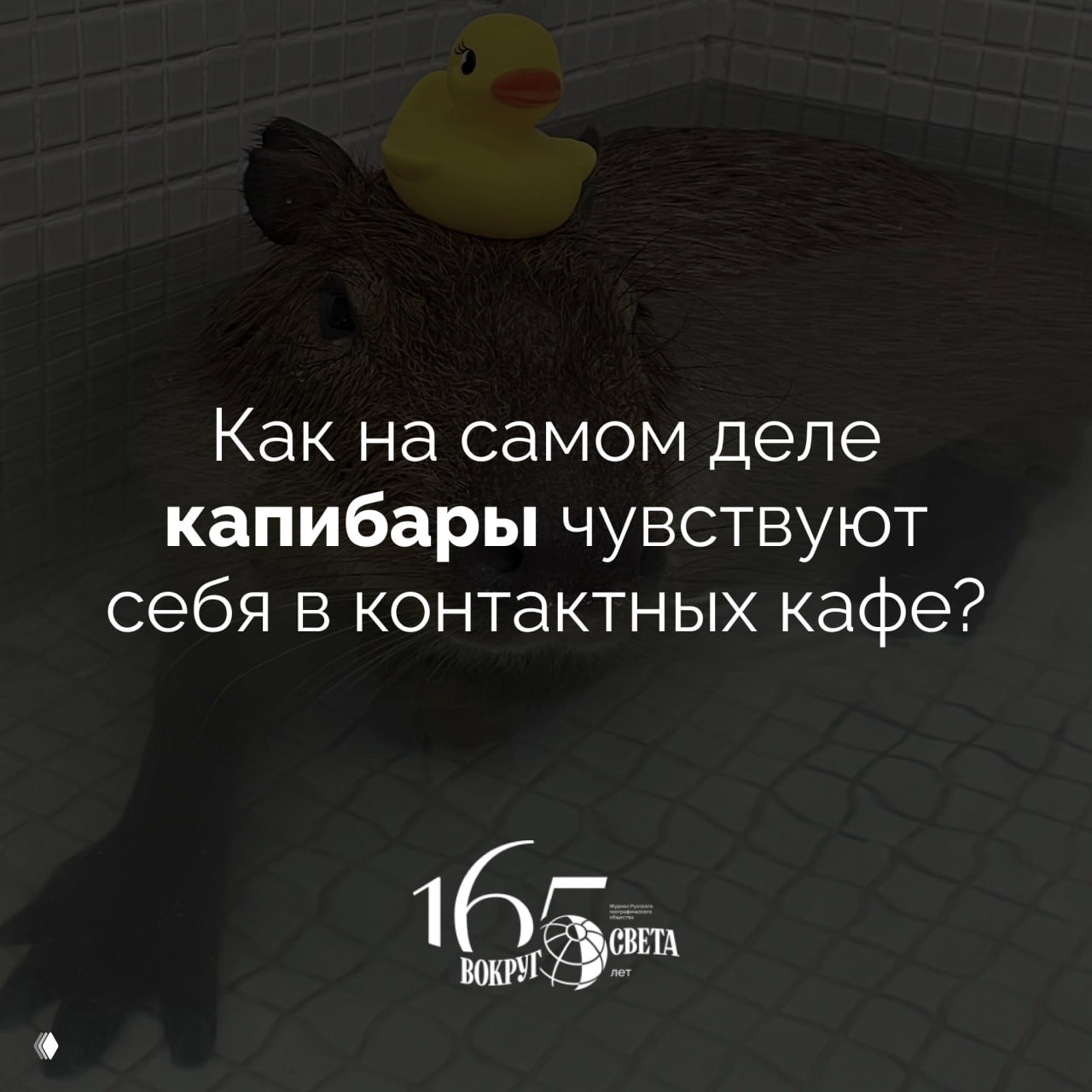 Как погладить капибару и не навредить?