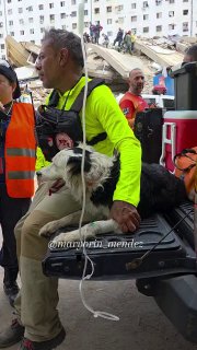 Спасатель держит бордер-колли Цунами на кузове машины; на заднем плане — разрушенное здание, другие спасатели и техника.