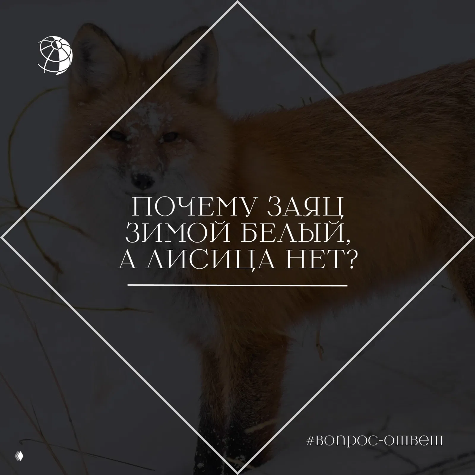 Почему заяц зимой белый, а лисица нет?