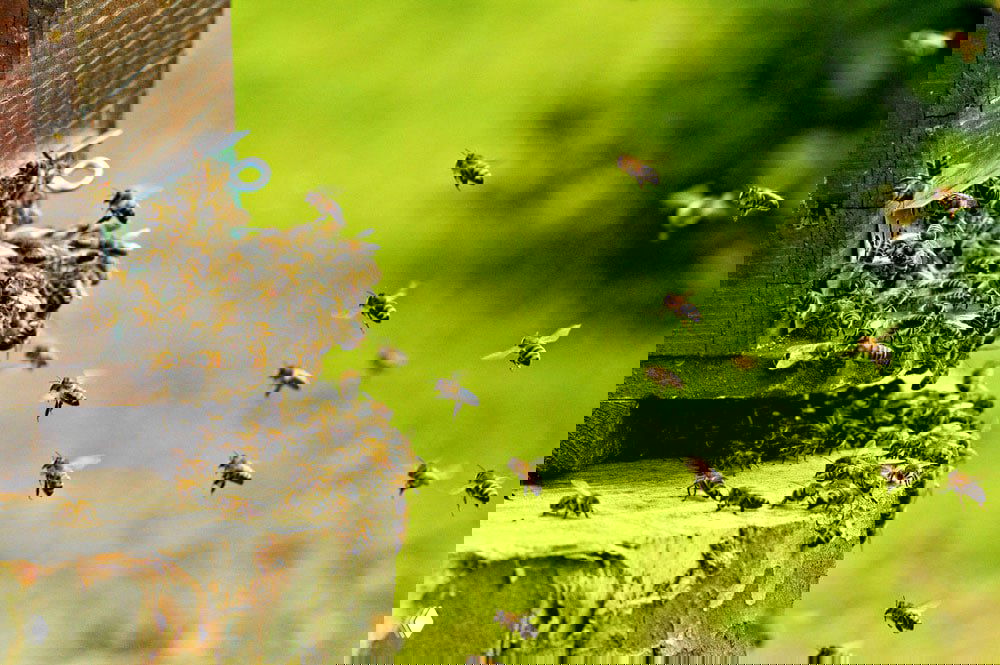 Почему рабочие пчелы иногда свергают своих королев