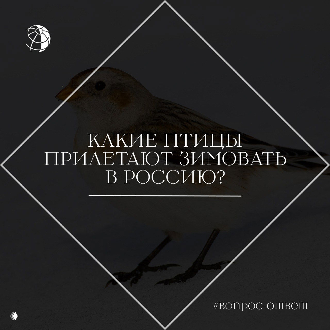 Какие птицы прилетают зимовать в Россию?