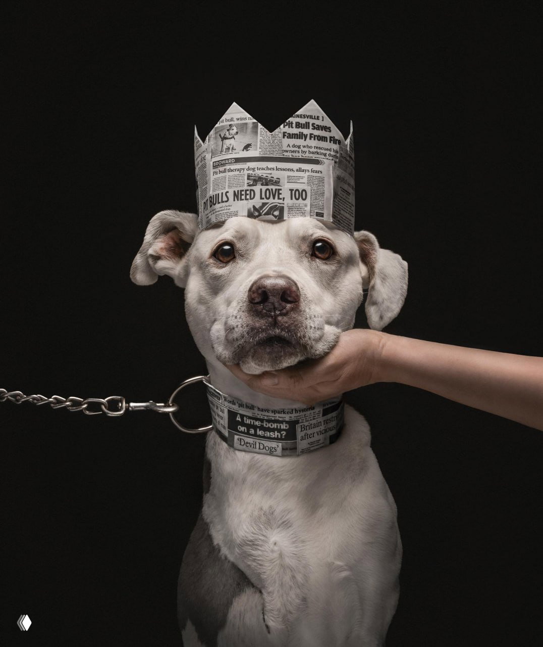 Лучшие снимки Dog Photography Awards 2026