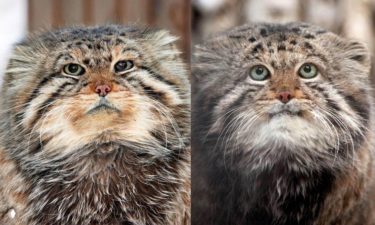 В Новосибирске умерли два манула-долгожителя