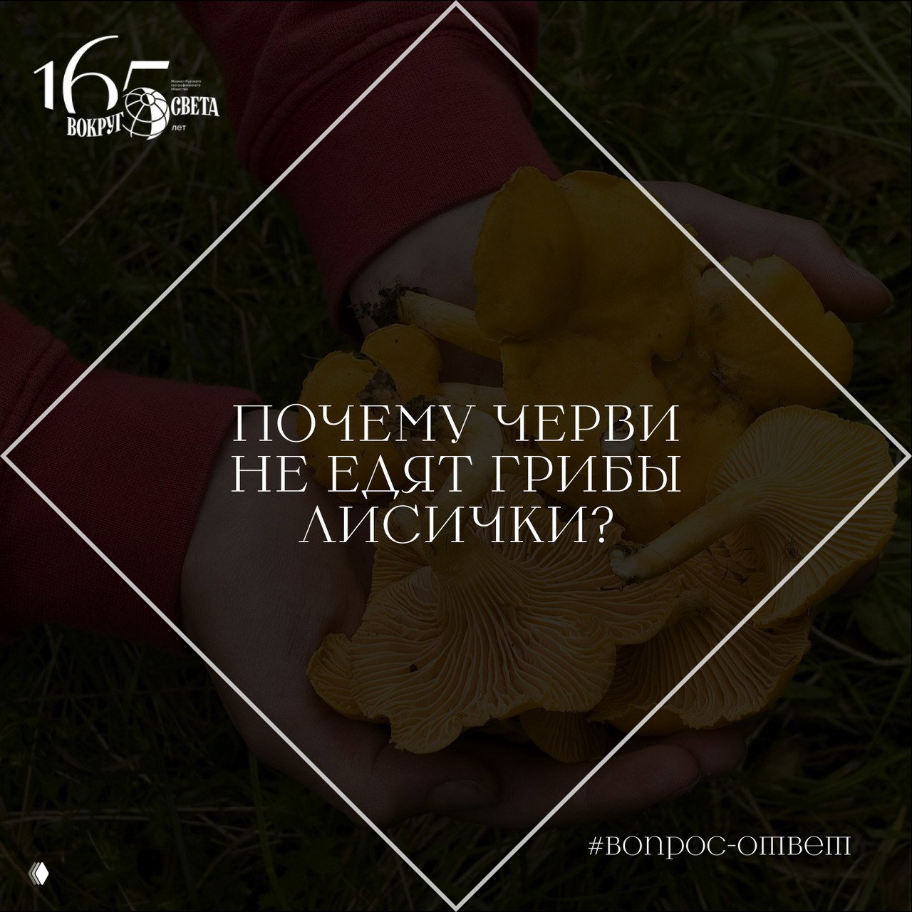 Почему черви не едят грибы лисички?