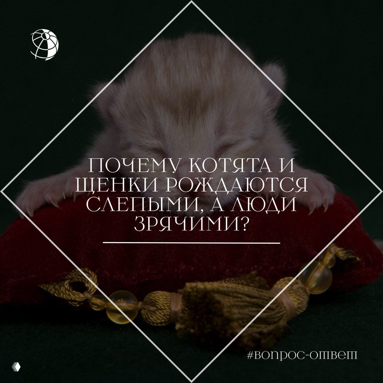 Почему котята и щенки рождаются слепыми, а люди зрячими?