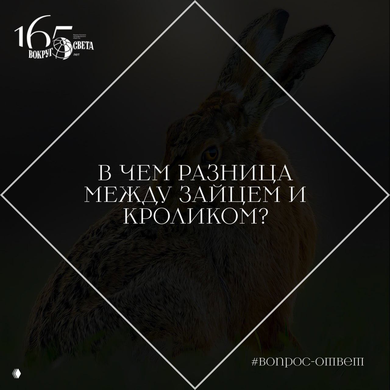 В чем разница между зайцем и кроликом?