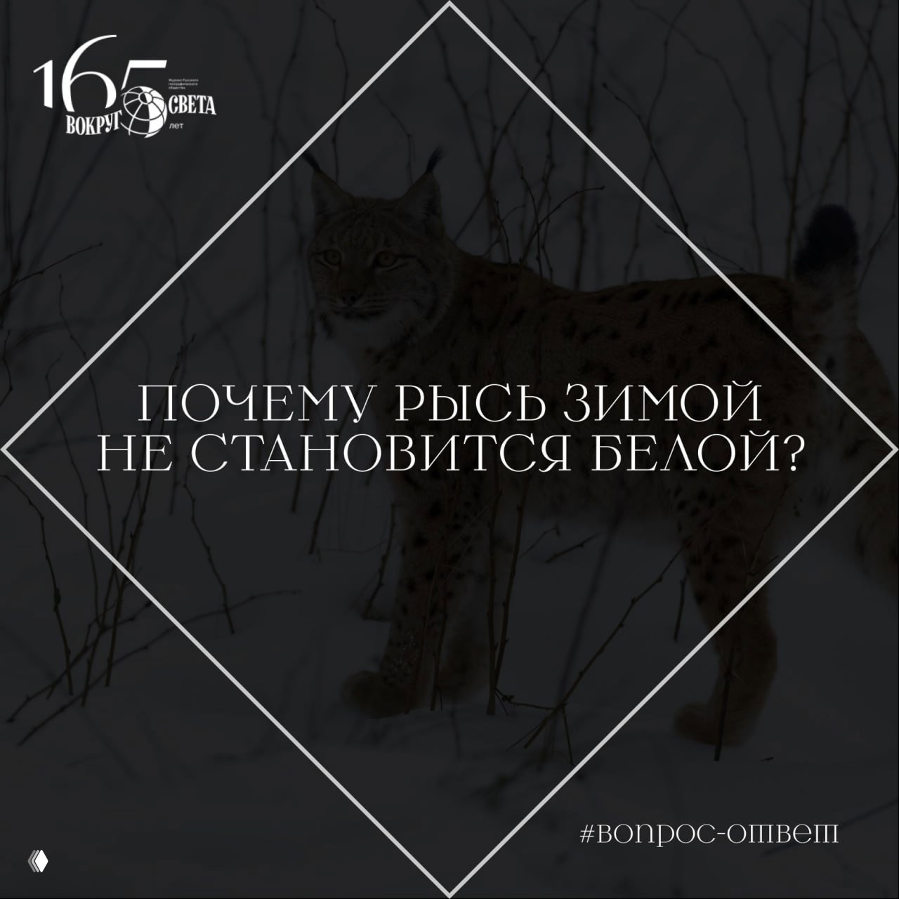Почему рысь зимой не становится белой?
