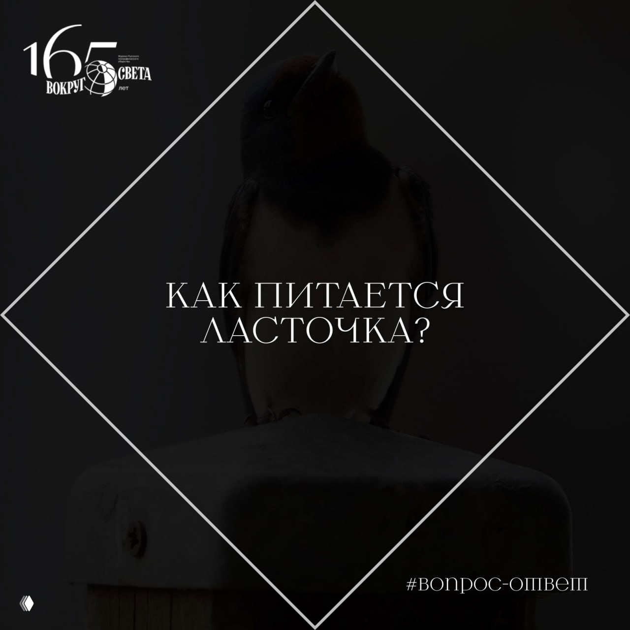Как питается ласточка?