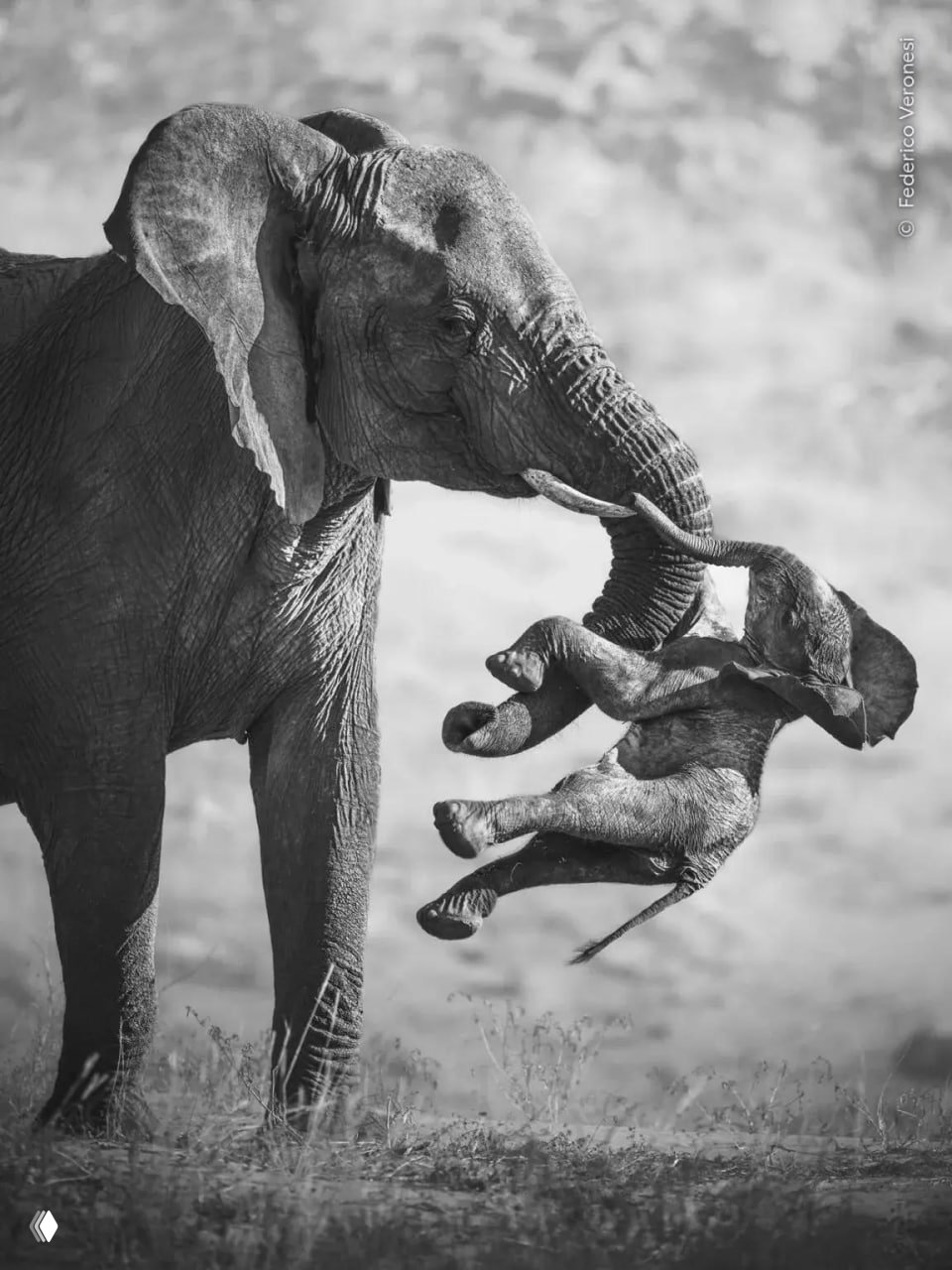 Лучшие фото конкурса Wildlife Photographer of the Year 2026