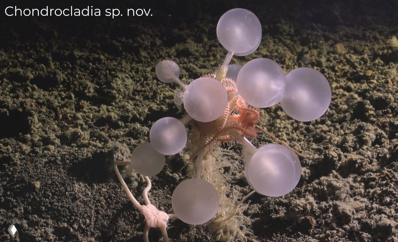 30 ранее неизвестных науке существ нашли в Антарктиде