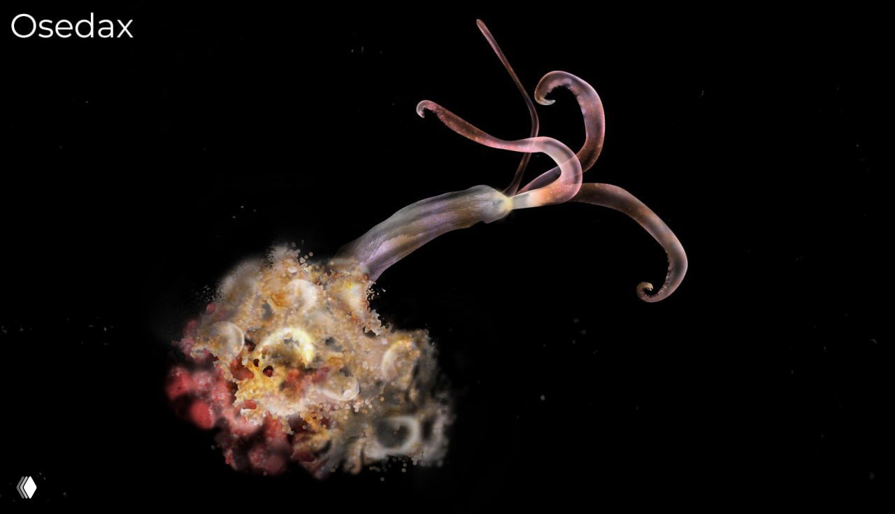 Фотография Osedax: «зомби-червь» без рта и кишечника с тонкими щупальцами, паразитирующий на костях мёртвых китов.