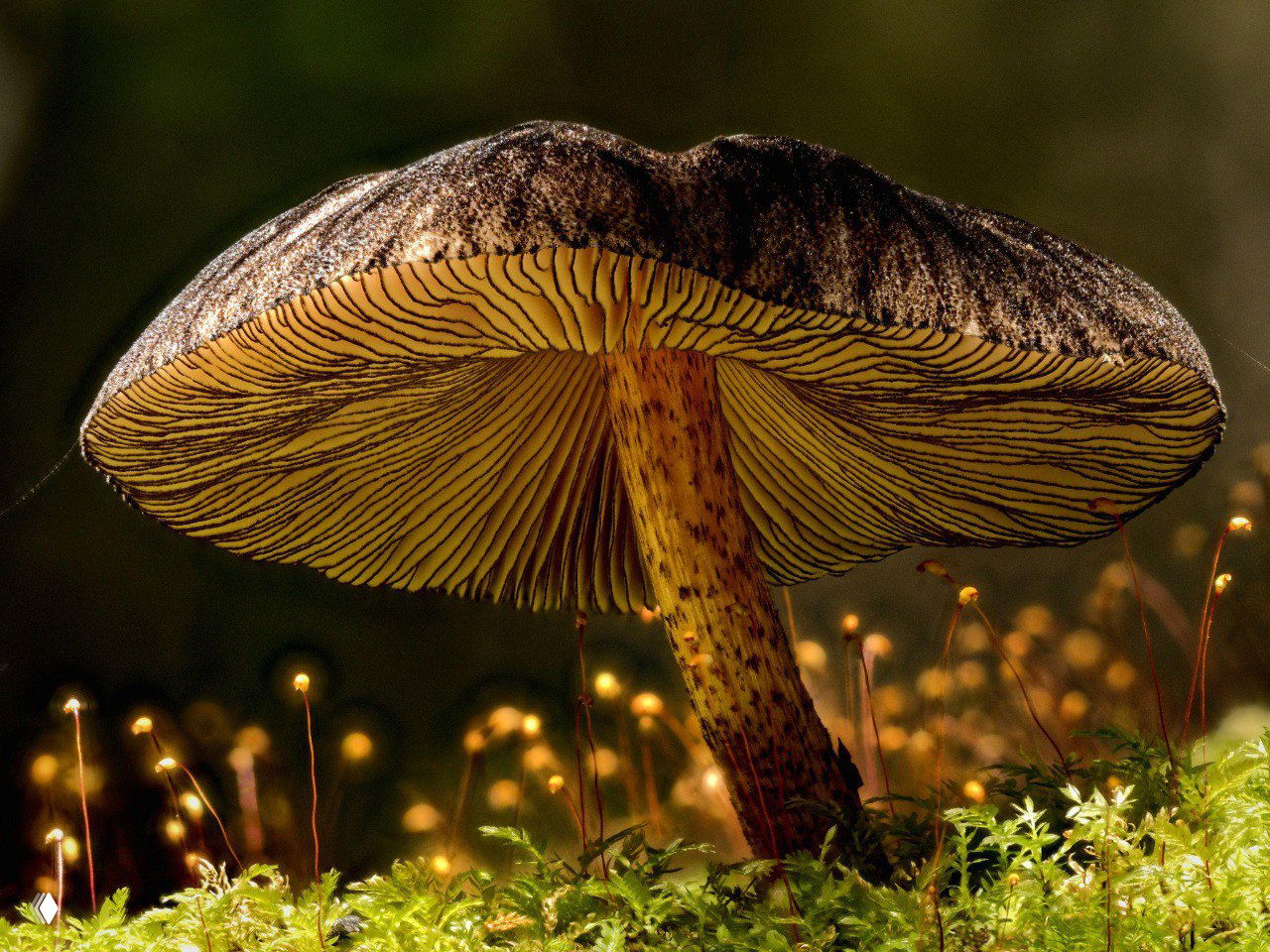 Макрокадр гриба в лесной подстилке: вид снизу на пластинки шляпки, тёплые тона и мелкие детали мха вокруг, художественный природный портрет