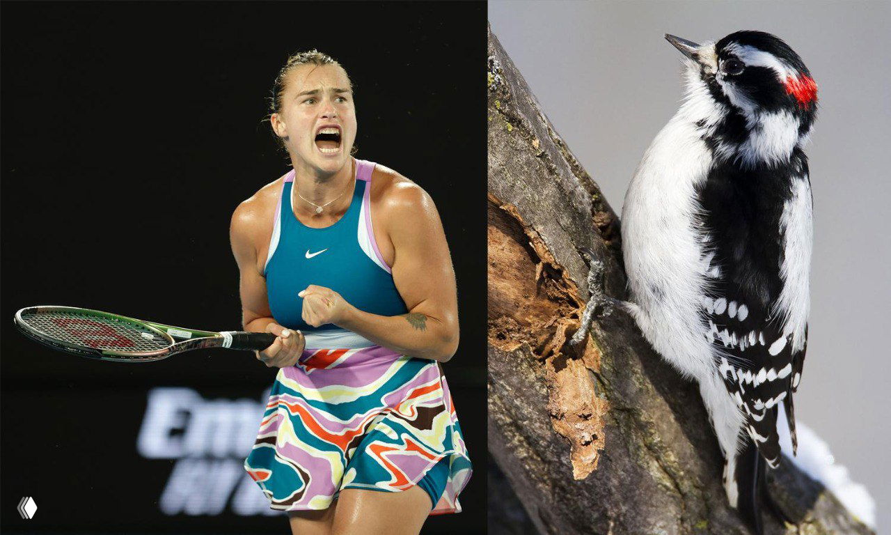 Что общего у дятла и теннисиста — новое исследование