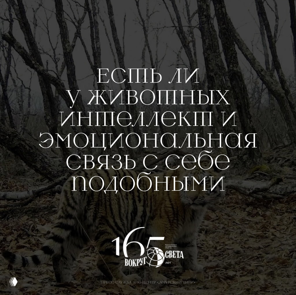 Есть ли у животных интеллект и эмоциональная связь?