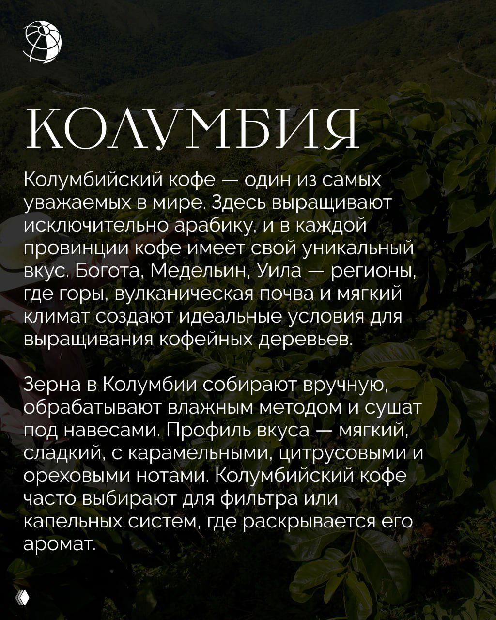 Кофейные кусты и холмы Колумбии — зелёные плантации, где вручную собирают арабику и получают мягкий сладковатый профиль вкуса.