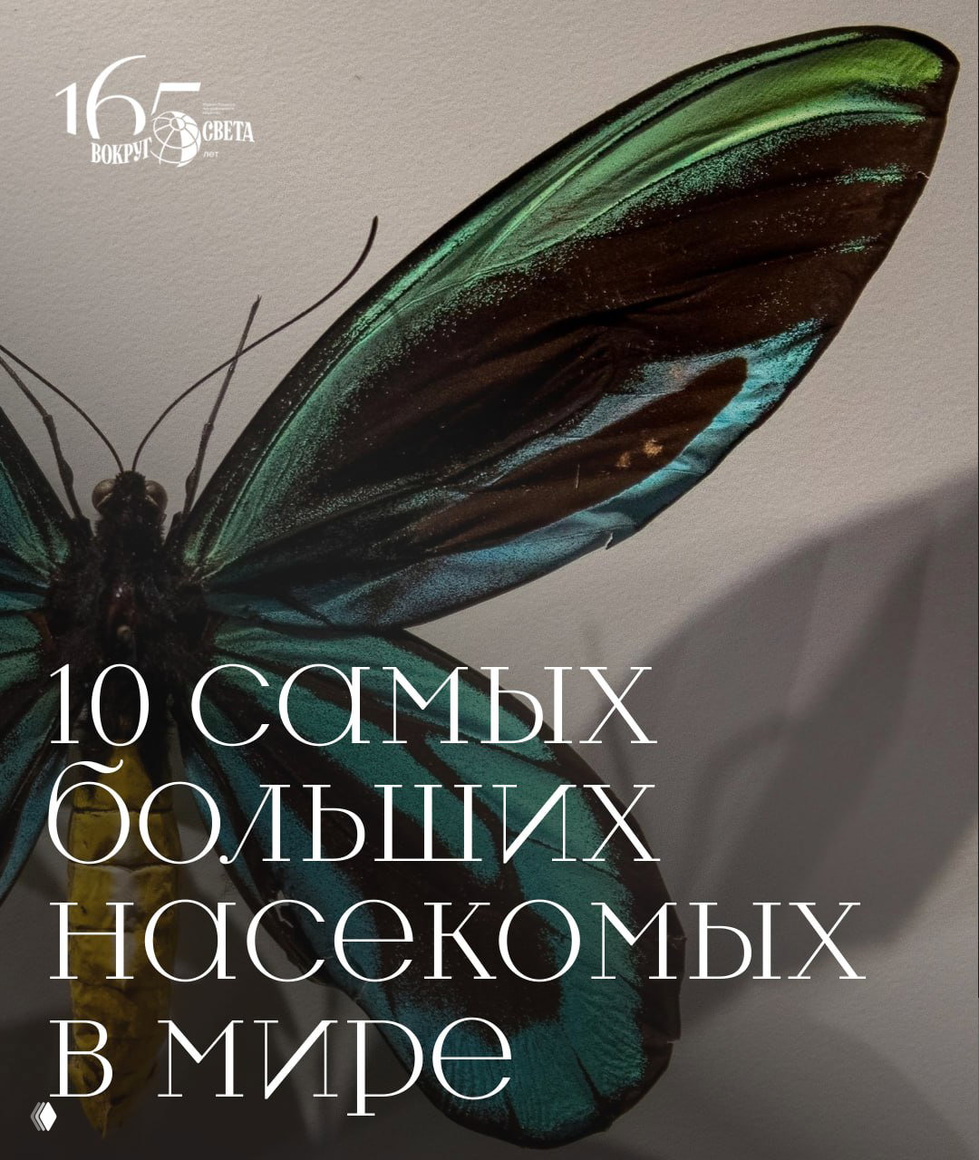Настоящие исполины: 10 самых больших насекомых в мире
