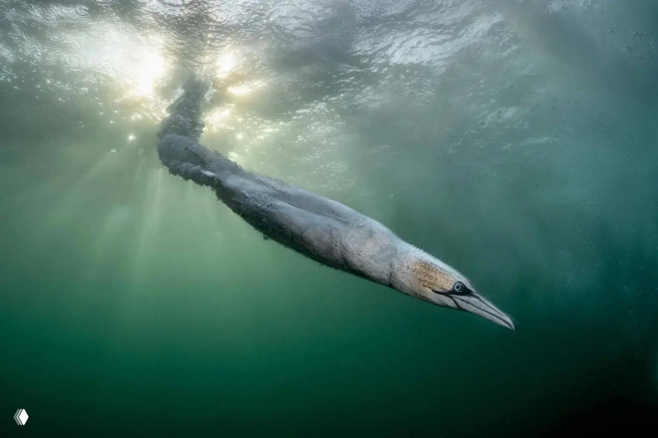 Лучшие снимки Bird Photographer of the Year 2026
