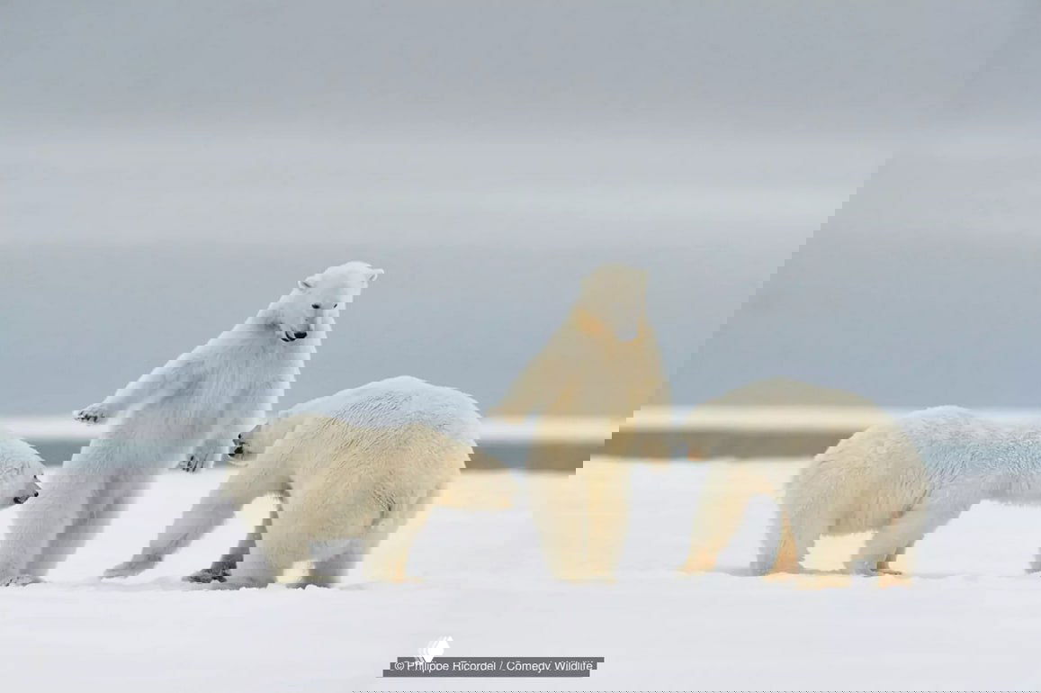 Самые куртуазные фото конкурса Comedy Wildlife