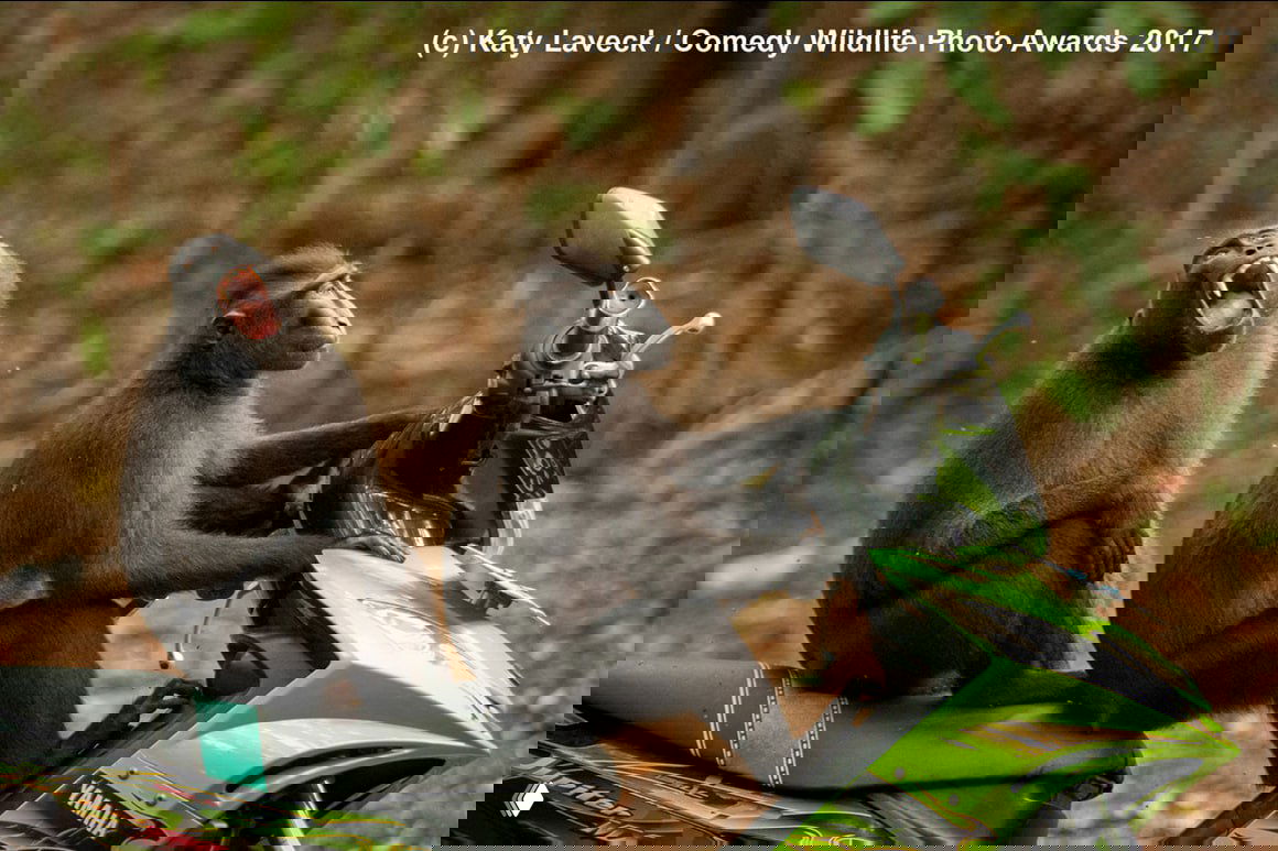 Два макака сидят на зелёном мотоцикле Yamaha, один будто управляет, другой смеётся — комичный сценический сюжет из фотоконкурса Wildlife.