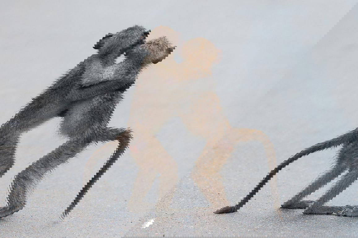 Два молодняка павиана обнимаются стоя на задних лапах на дорожном покрытии, забавный кадр, отмеченный в конкурсе юмористической фотографии дикой природы.