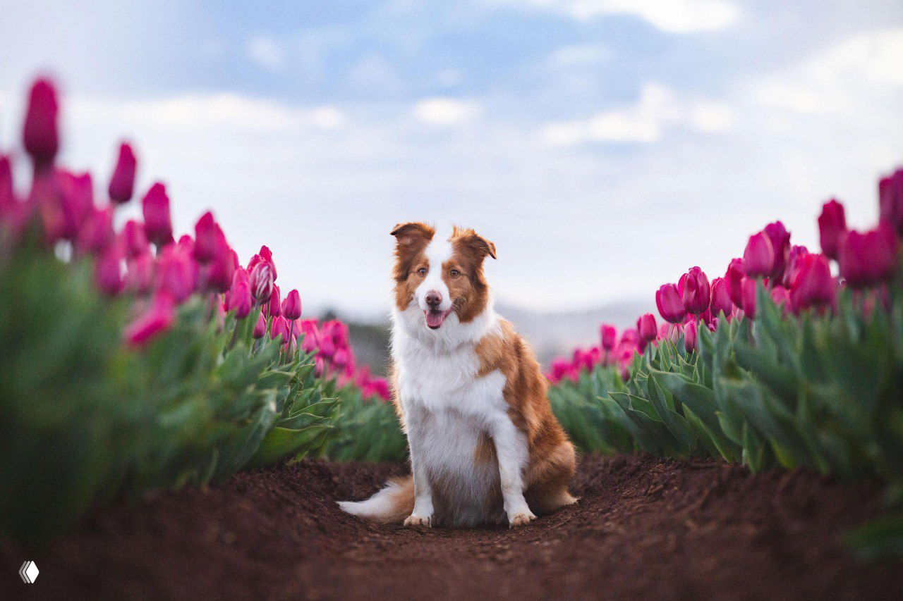 Собачки среди цветущих тюльпанов