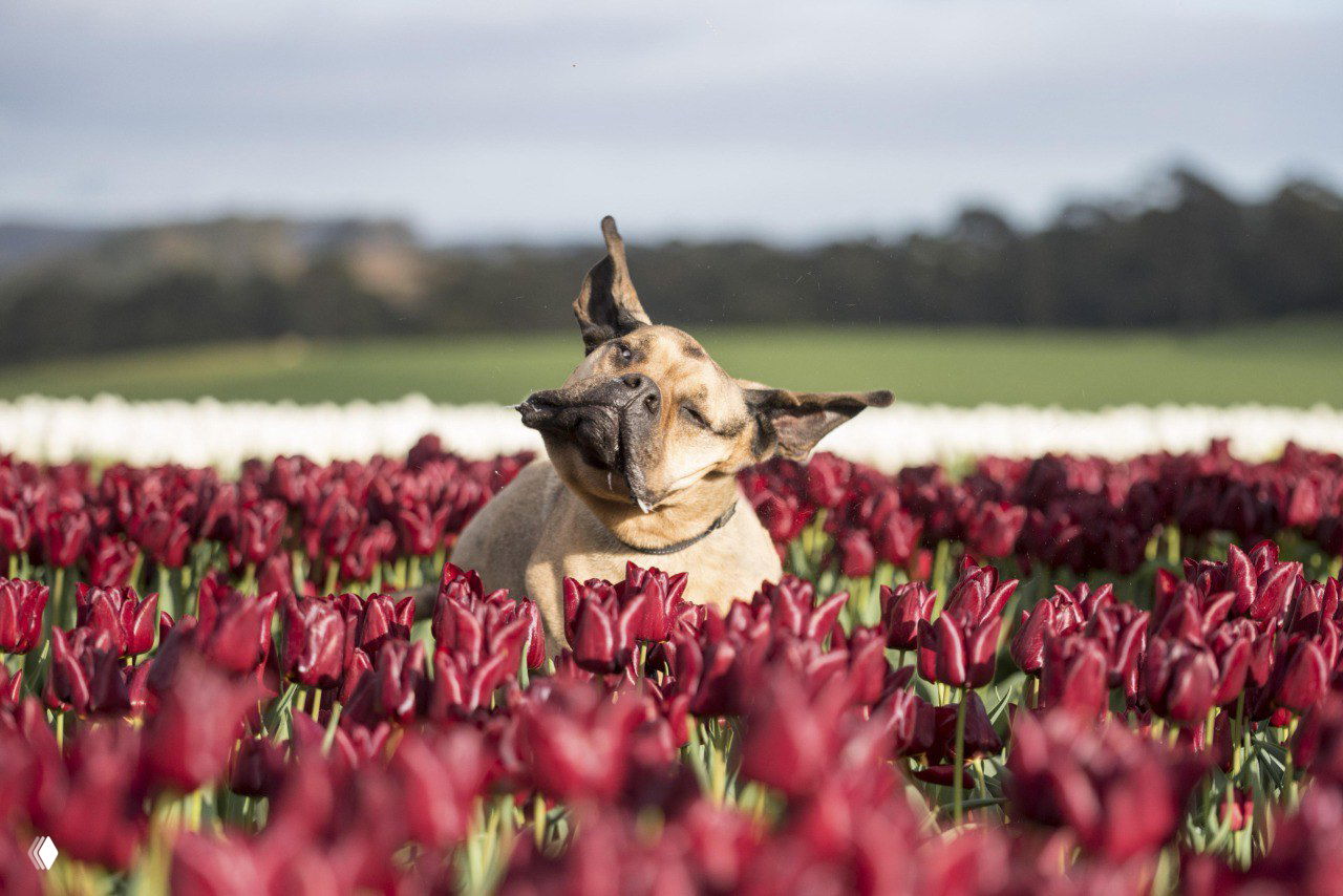 Собака качает головой посреди тёмно-красных тюльпанов; динамичный и живой кадр из серии Ребекки Костки, снятой на Тасмании.