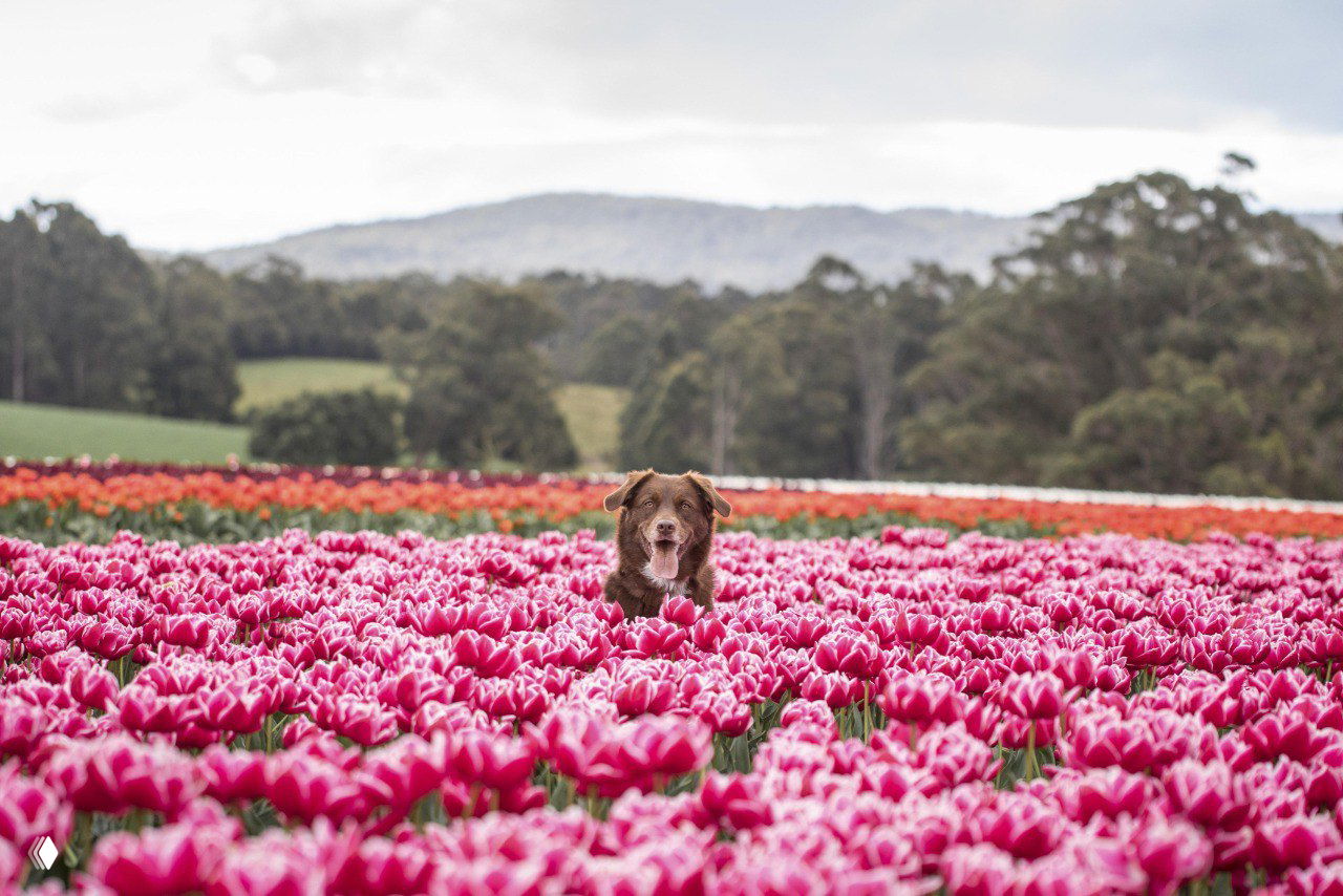 Пёс выглядывает из поля насыщенно-розовых тюльпанов на фоне холмов; мягкое освещение и глубина кадра — работа Ребекки Костки.