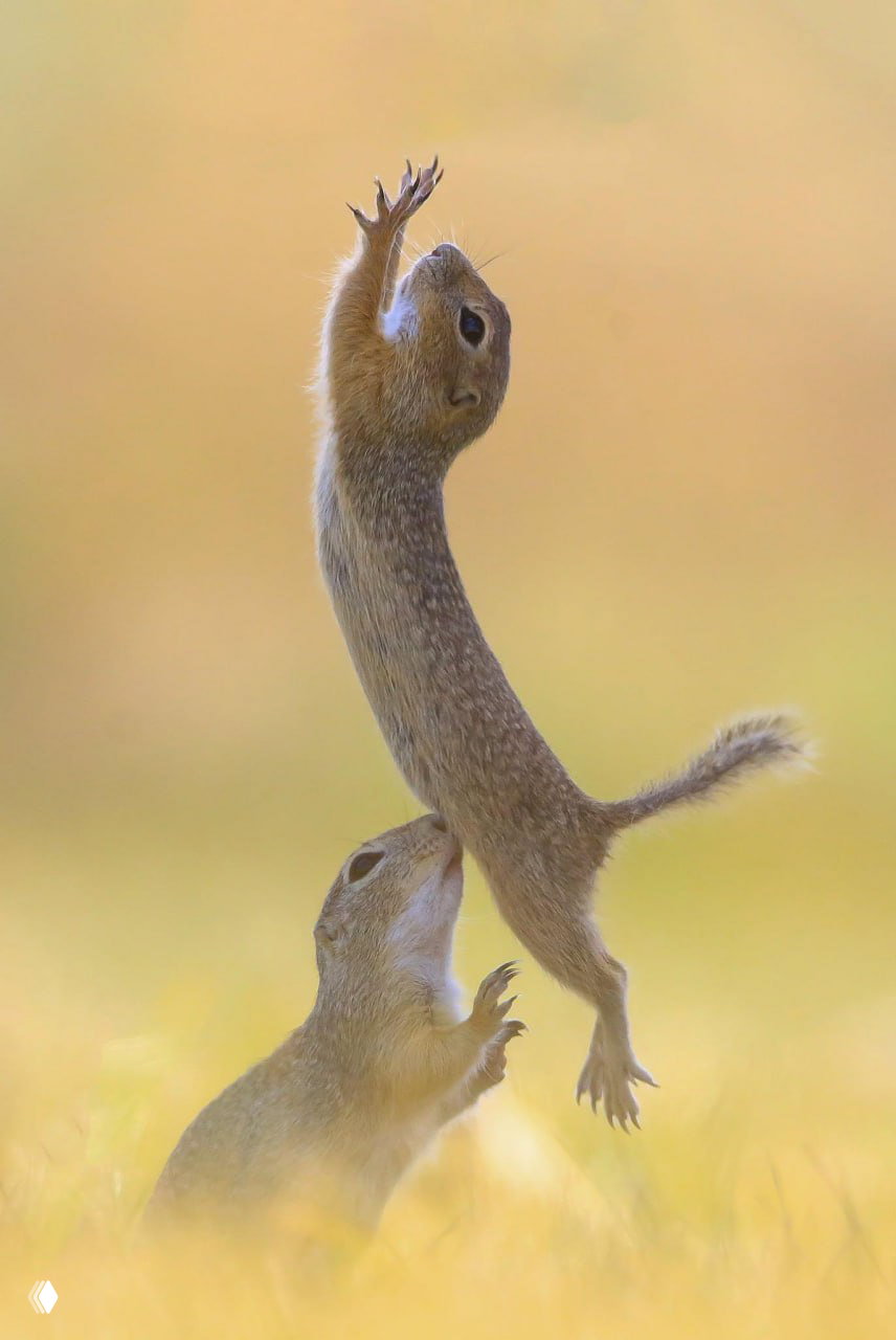 Финалист Comedy Wildlife Photography Awards — Roland Kranitz